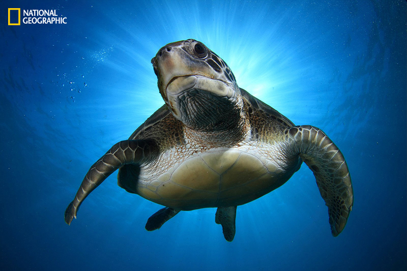 Illustration for article titled Luminous Nature Photographs Will Restore Your Sense of Wonder